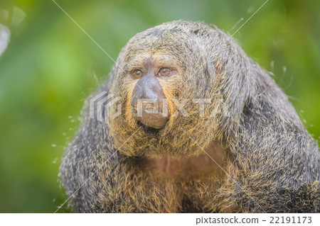 Saki Monkey Saki Monkey 22191173