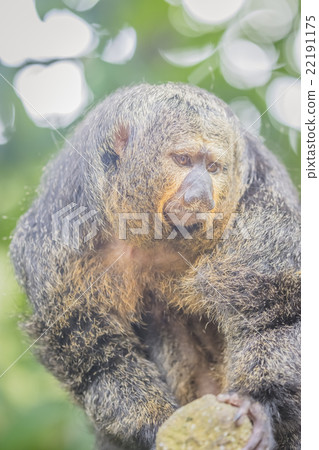 Saki Monkey Saki Monkey 22191175