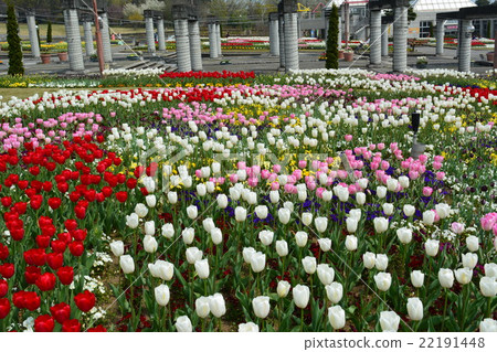 Gunma Flower Park Gunma Flower Park 22191448