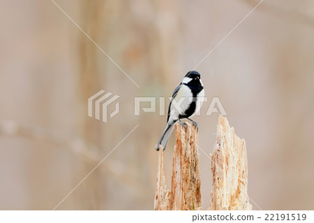 山雀（Parus major） 22191519