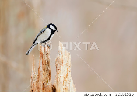 Tits great tit (Parus major) 22191520