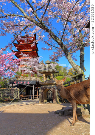 Five-story pagoda of Miyajima and cherry blossoms Five-story pagoda of Miyajima and cherry blossoms 22191589