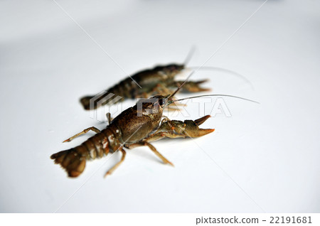 two Crayfish isolated on a white background.  22191681