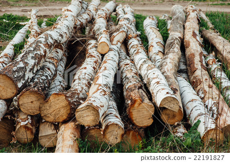 pieces of logs birch on a green grass 22191827