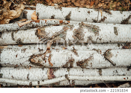 pieces of logs birch on a green grass 22191834