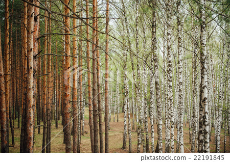 large mixed forest of pine and birch 22191845