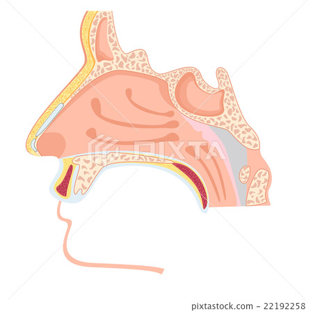 Nasal cavity Nasal cavity 22192258