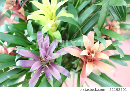 Gusmania (Ananas) Gusmania (Ananas) 22192301