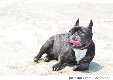 Fired Tired French Bulldog 22192660