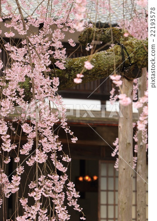 Nagano prefecture Iida City Akira no Sato stage cherry tree Nagano prefecture Iida City Akira no Sato stage cherry tree 22193578