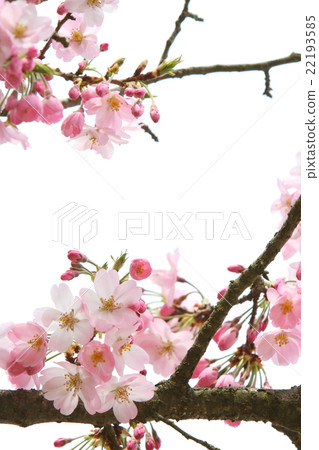 Sakura (thinking river) 22193585