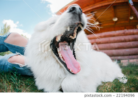 young woman girl white dog jeans young woman girl white dog jeans 22194096