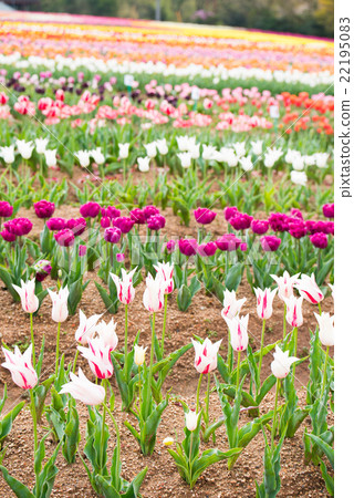 Sera Highland Farm _ Tulip 22195083