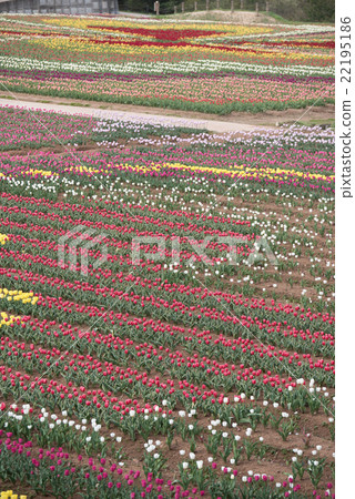 Sera Highland Farm _ Tulip 22195186