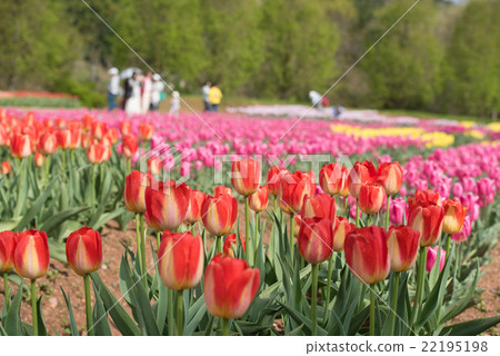Sera Highland Farm _ Tulip 22195198