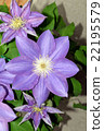 鐵線蓮花盛開 22195579