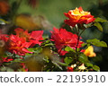 Heisei no Mori Park @ Roses of Kawashima Town, Saitama Prefecture Part 5 22195910