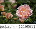 Heisei no Mori Park @ Roses of Kawashima Town in Saitama Prefecture Part 6 22195911