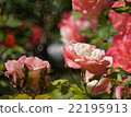 Heisei no Mori Park @ Roses of Kawashima Town in Saitama Prefecture Part 8 22195913