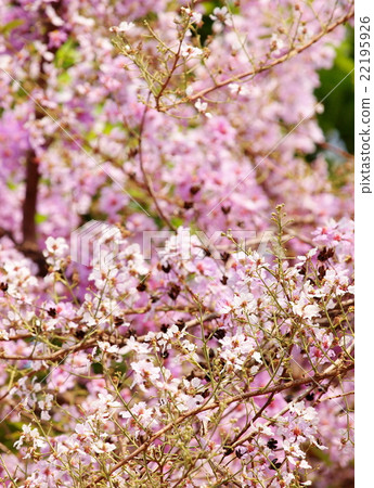 Inthanin, Queen's flower, Pride of India in nature Inthanin, Queen's flower, Pride of India in nature 22195926