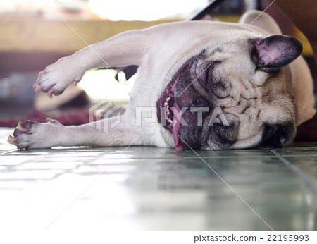 white fat cute lovely pug dog portraits country  22195993