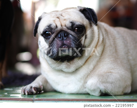 white fat cute lovely pug dog portraits country white fat cute lovely pug dog portraits country 22195997