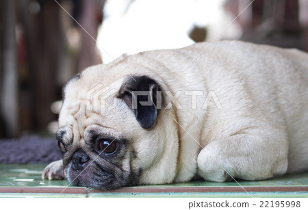 white fat cute lovely pug dog portraits country white fat cute lovely pug dog portraits country 22195998
