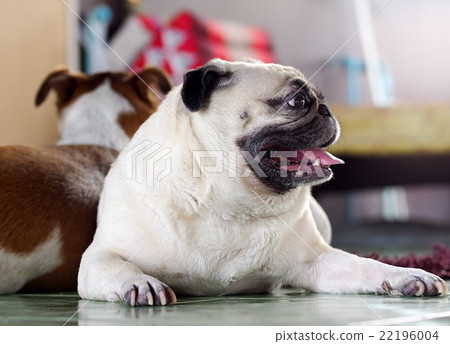 white fat cute lovely pug dog portraits country  22196004