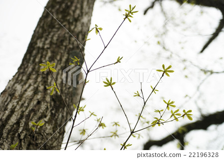 發芽 發芽 22196328
