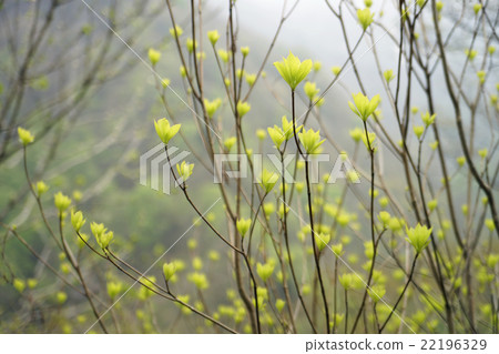 Sprout Sprout 22196329