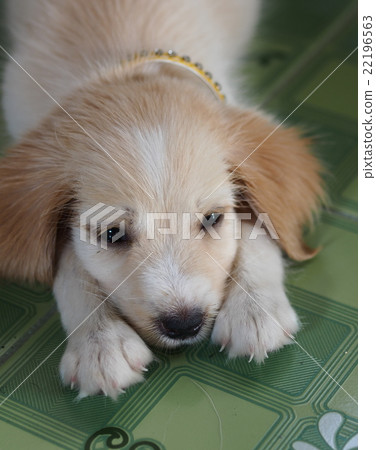 cute lovely mini size crossbreed puppy dog 22196563