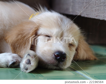 cute lovely mini size crossbreed puppy dog cute lovely mini size crossbreed puppy dog 22196564