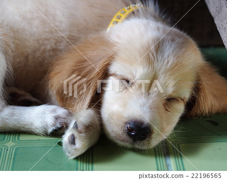 cute lovely mini size crossbreed puppy dog 22196565