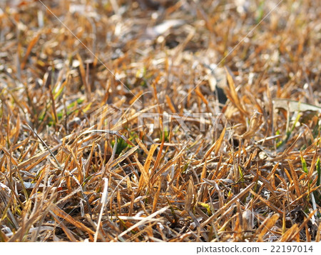 light brown dried grass straw earth floor outdoor light brown dried grass straw earth floor outdoor 22197014