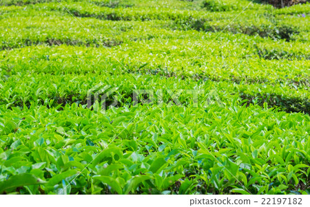 Close up of tea plantations near Cameron Valley 22197182