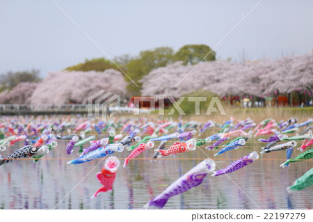 Carp streamers and cherry blossoms Carp streamers and cherry blossoms 22197279