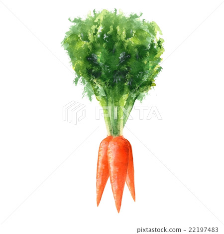 Carrots . Watercolor illustration of beam carrot 22197483