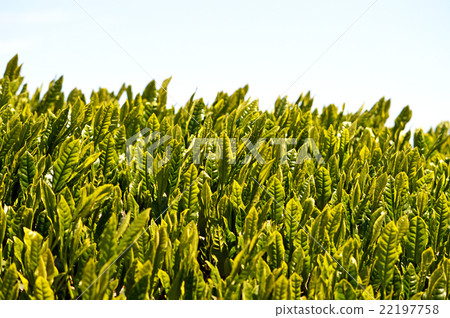 Tea plantation 22197758