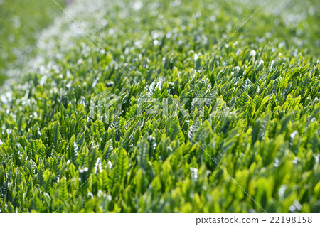 Tea plantation 22198158