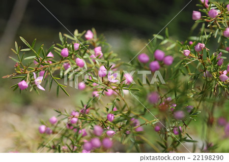 Boronia Boronia 22198290
