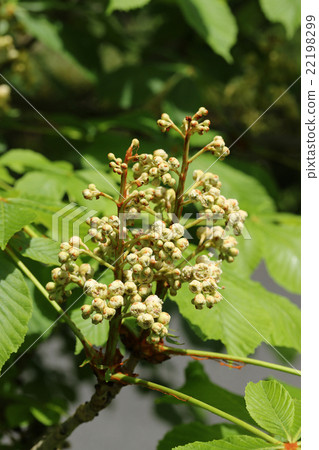 Hors d'oeuvre 22198299