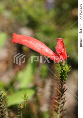 Erika Baera Erika Baera 22198385