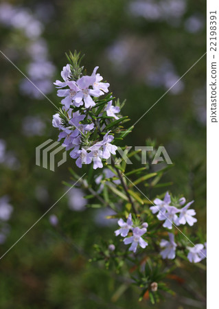 West Rin Gear 22198391