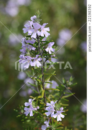 West Rin Gear 22198392