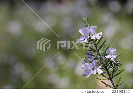 West Rin Gear 22198393