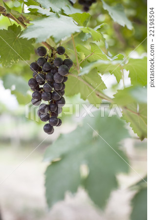 grapes grapes 22198504
