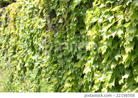 Greening of walls by ivy 22198508