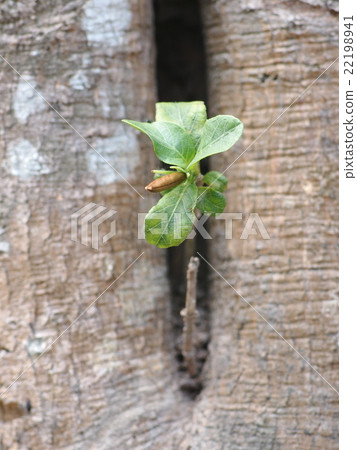 Iron root, Feverroot, Popping pod growth on tree 22198941