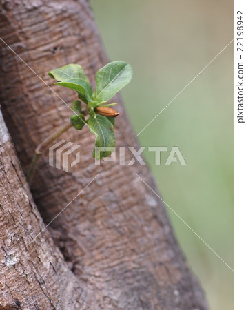 Iron root, Feverroot, Popping pod growth on tree 22198942