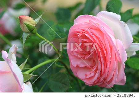 Rose   22198943